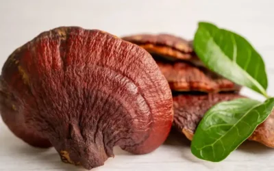 Reishi Mantarı: Gelişmiş Zihin ve Vücut Dengesinin Anahtarı